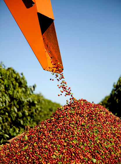 THE HOLY BEANS 1kg ABONNEMENT